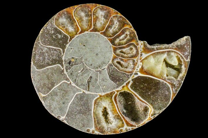 Bargain, Cut & Polished Ammonite Fossil (Half) - Madagascar #148052